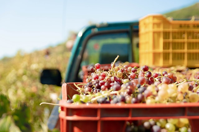 Uvas do campo
